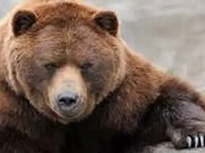 بررسی چگونگی  حمله خرس به زن پیرانشهری در آذربایجان غربی 
