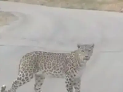 مشاهده پلنگ و توله‌هاش‌ در جاده بیاره به سی‌سخت + فیلم