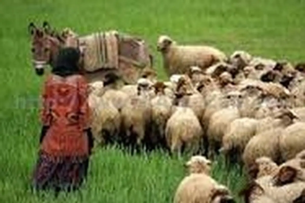 دامداری یکی از اساسی‌ترین فعالیت‌ها در کشور است