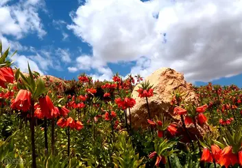 ابطال پروانه فعالیت ۲ دفتر اطلاع‌رسانی گردشگری/ ضریب اشغال مراکز اقامتی رسمی صفر است