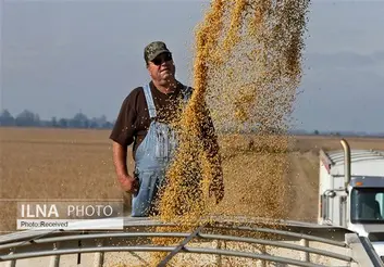 امکان خرید توافقی گندم توسط بخش غیر دولتی فراهم شد + تصویر دستورالعمل