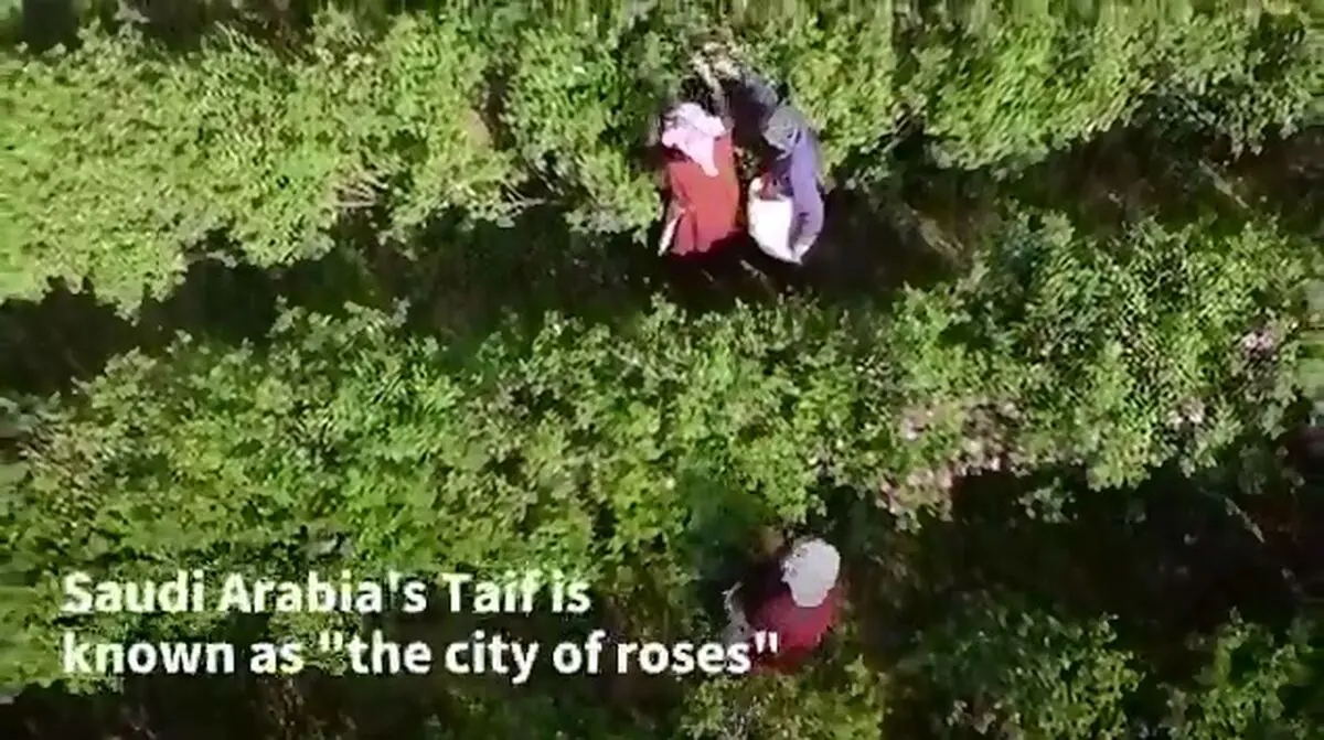 شهر گل رز در عربستان + فیلم