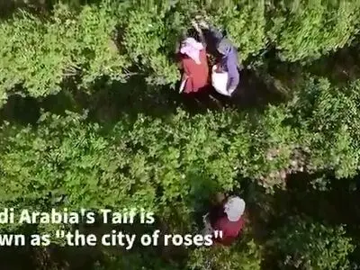 شهر گل رز در عربستان + فیلم