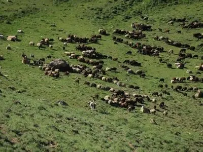 هشتم آذر ماه؛ آخرین فرصت پرداخت عوارض پروانه چرا برای مرتعداران