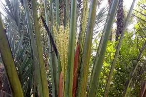 پایان گرده افشانی در نخلستان‌های شهرستان رودان