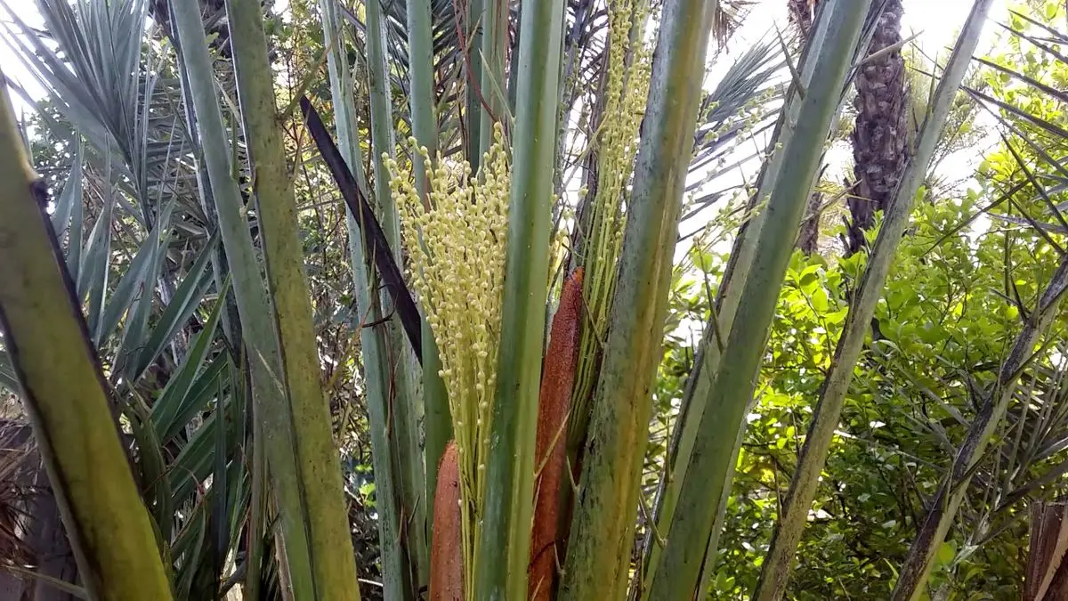 پایان گرده افشانی در نخلستان‌های شهرستان رودان