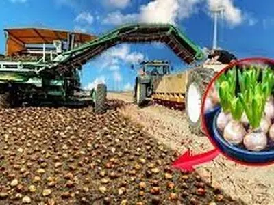 نحوه تولید و برداشت جذاب لاله هلندی+ فیلم