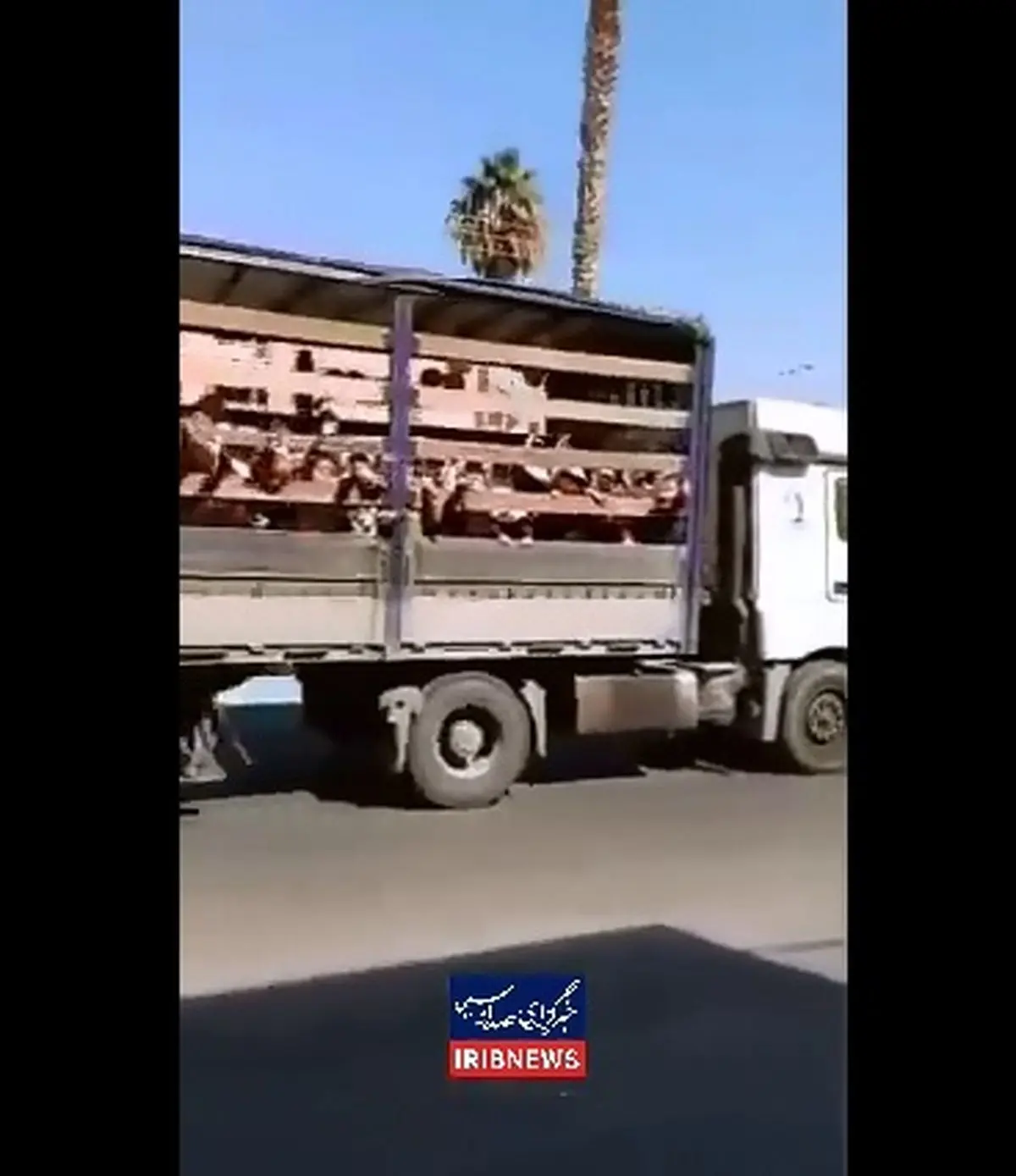 جابجایی دانش‌آموزان یک مدرسه در جهرم با کامیون + فیلم