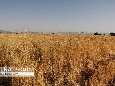 رشد ۱۱ درصدی حمل ریلی گندم کشور نسبت به سال گذشته