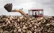 حدود ۹۰ هزار تن چغندر قند از مزارع خوزستان برداشت شد