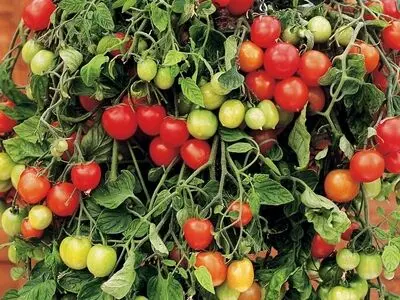 با نظارت می‌توان امنیت غذایی و تولید را مدیریت کرد/خرید تضمینی محصولات غیراستراتژیک در دستور کار قرار گیرد