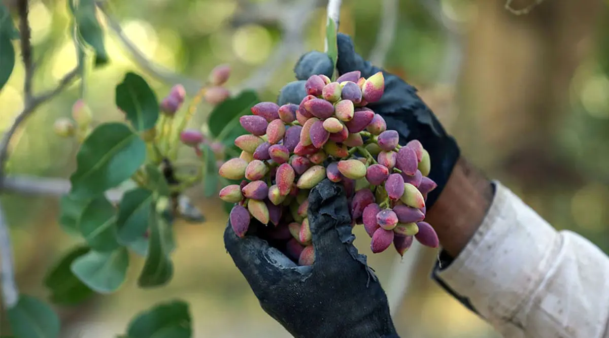 پایان فصل پسته؛ کاهش 25 تا 30 درصدی برداشت محصول / تولید 14 هزار تن به‌رغم پیش‌بینی 17 هزار تنی 