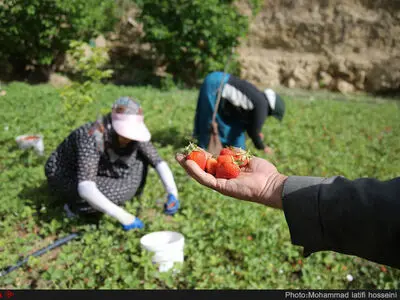 برداشت توت فرنگی درکردستان