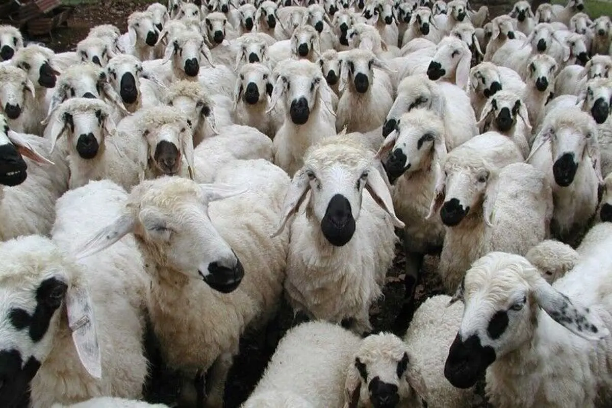  خرید و فروش احشام در آذربایجان غربی منوط به پلاک‌کوبی است