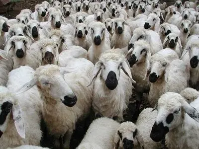  خرید و فروش احشام در آذربایجان غربی منوط به پلاک‌کوبی است