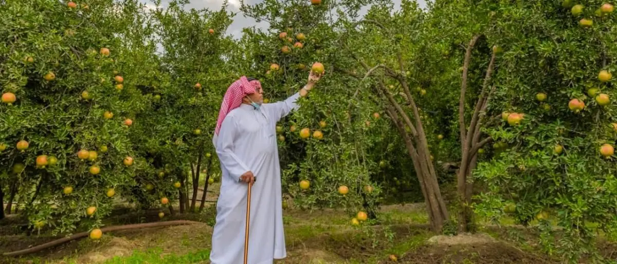 خودکفایی ۳۴ درصدی عربستان در تولید انار