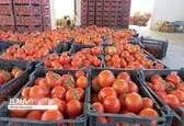صادرات ۱۴۰ هزار تنی گوجه‌فرنگی از استان بوشهر