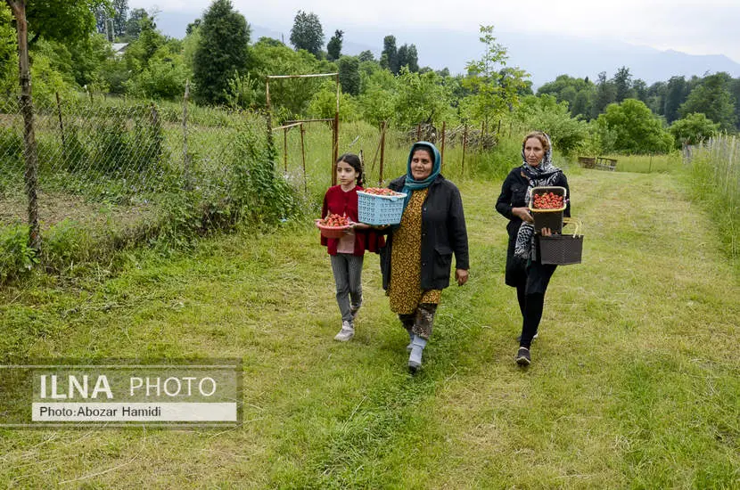  برداشت توت فرنگی در روستای سی دشت رودبار 