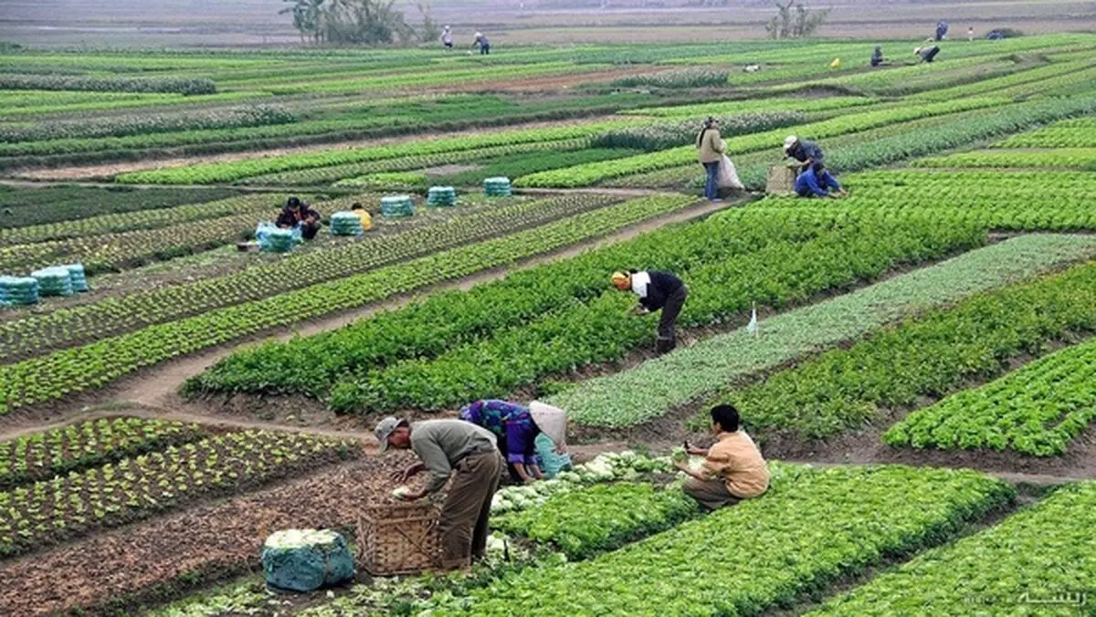 یک کشته و ۱۱ زخمی بر اثر واژگونی وانت‌بار حامل کارگران کشاورزی