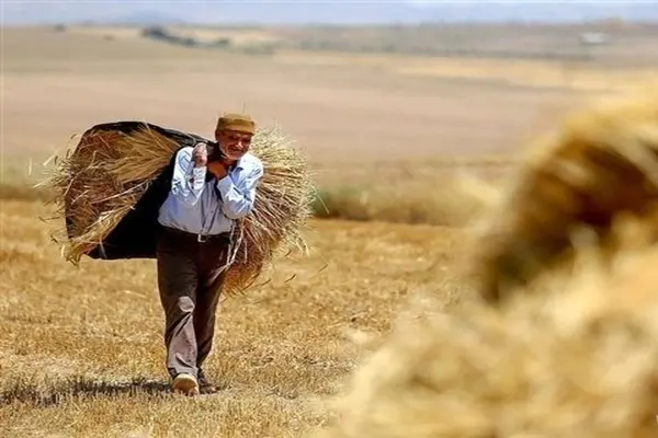 قیمت گندم برای سال زراعی 1403-1402 امروز اعلام می‌شود/ در حال رایزنی برای افزایش قیمت گندم امسال نیز هستیم