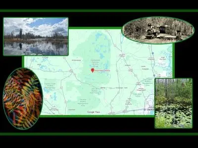 ثبت انرژی «اسرارآمیز» یک باتلاق جادویی/ عکس‌هایی که ژانر وحشت را تداعی می‌کنند