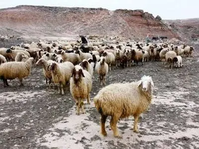 مرگ یک دامدار میانسال بر اثر صاعقه در ارتفاعات کوهدشت