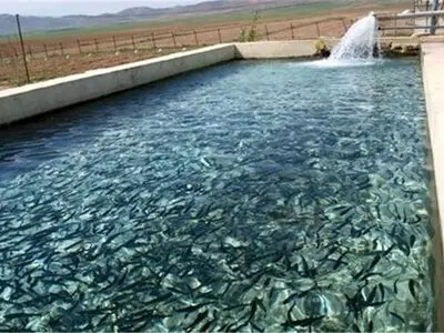 رهاسازی بیش از ۱۰۰هزار قطعه کپور ماهی در استخرهای ذخیره آب کشاورزی آذربایجان غربی 