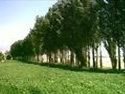 درخت ارس، نماد منابع طبیعی استان زنجان