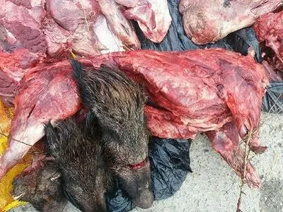 کشف بیش از 3 تن گوشت خوک و گراز در شمال تهران 
