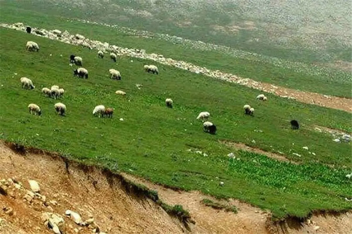 واگذاری مدیریت 749 هزار هکتار ار مراتع استان مرکزی به بهره‌برداران