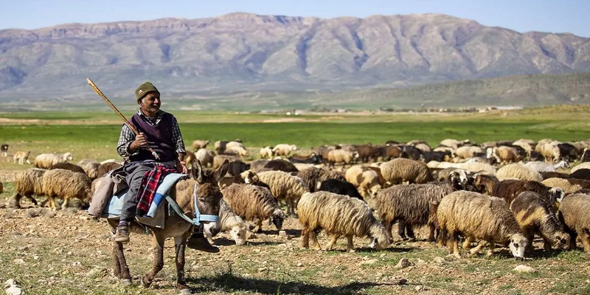 عرضه ۴۵۰۰ تن گوشت قرمز توسط عشایر با اجرای طرح تولید قراردادی