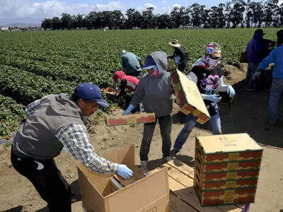 Trump admin. cancels annual food insecurity survey: USDA