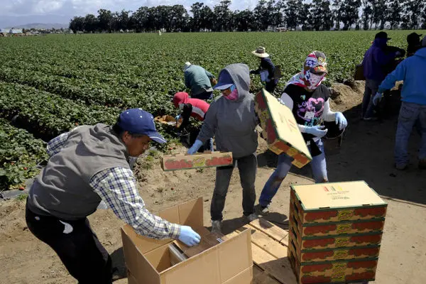 Trump admin. cancels annual food insecurity survey: USDA