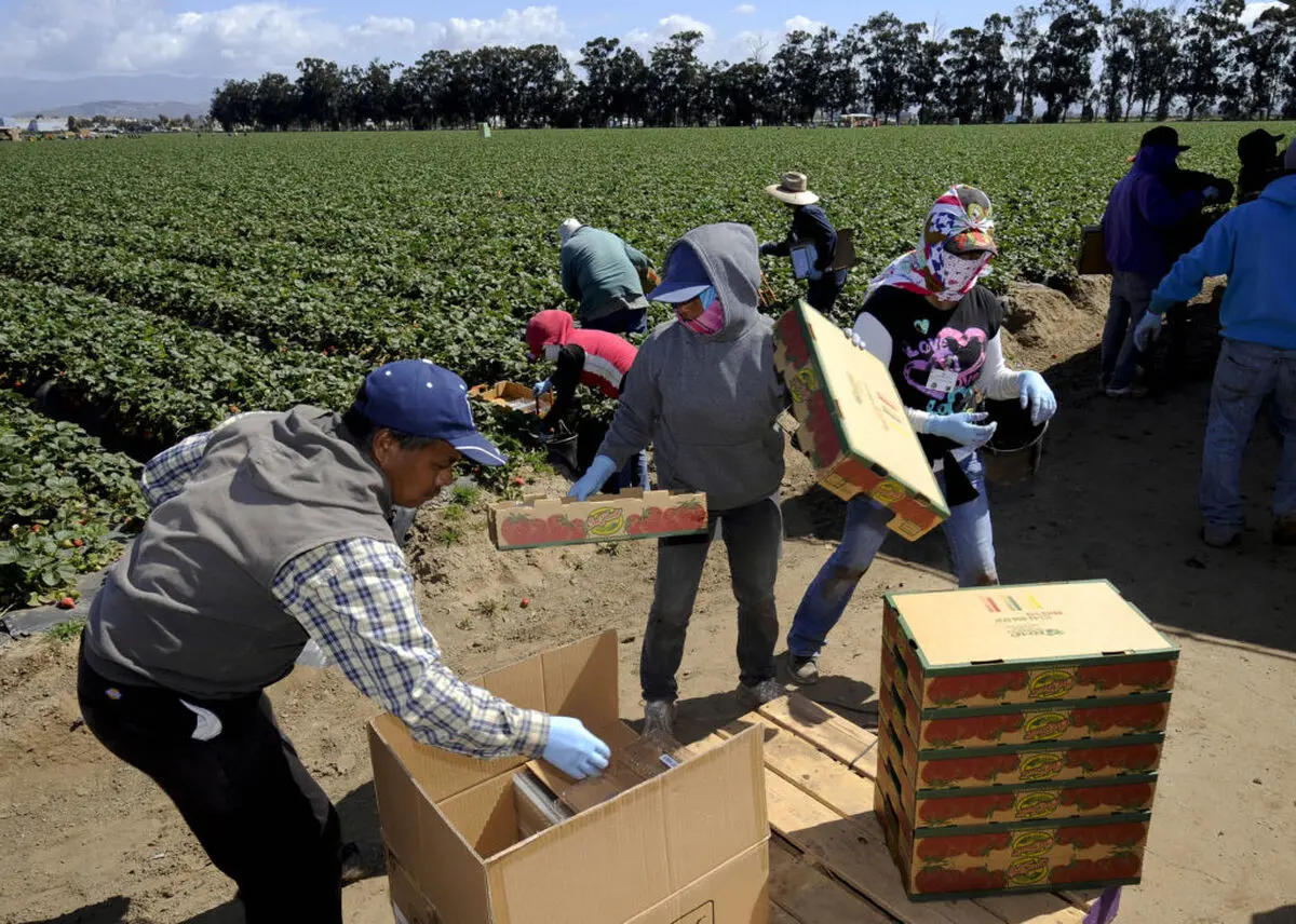 Trump admin. cancels annual food insecurity survey: USDA