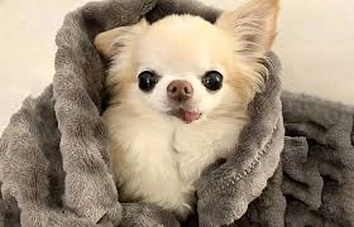  ترفندهای طلایی برای پاک‌سازی موی حیوانات خانگی از خانه