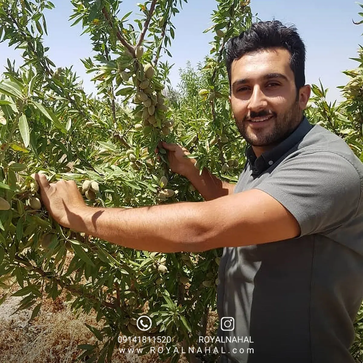 با خرید نهال بادام فرانیس در مسیر میلیونر شدن قدم بردارید