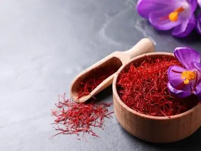 تولید 500 کیلوگرم زعفران در مزارع شهرستان خمین 