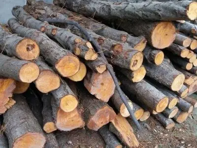 کشف ۲۲ تُن چوب قاچاق در صومعه‌سرا