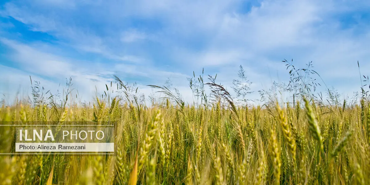 احتیاط در انجام عملیات محلول پاشی و سم پاشی