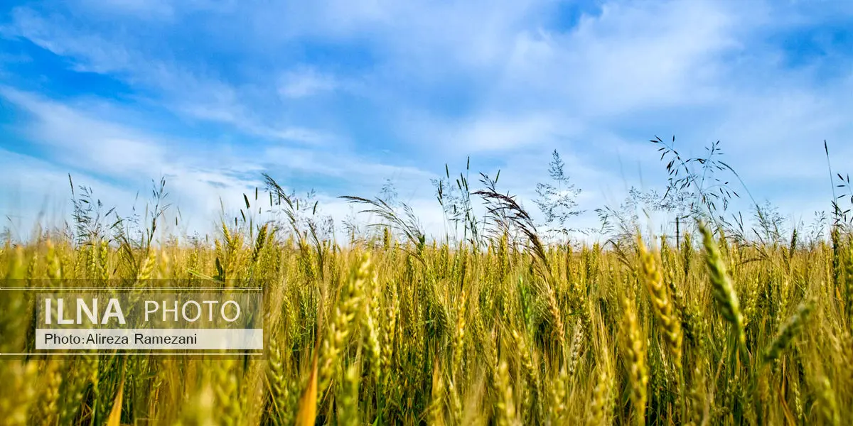 احتیاط در انجام عملیات محلول پاشی و سم پاشی