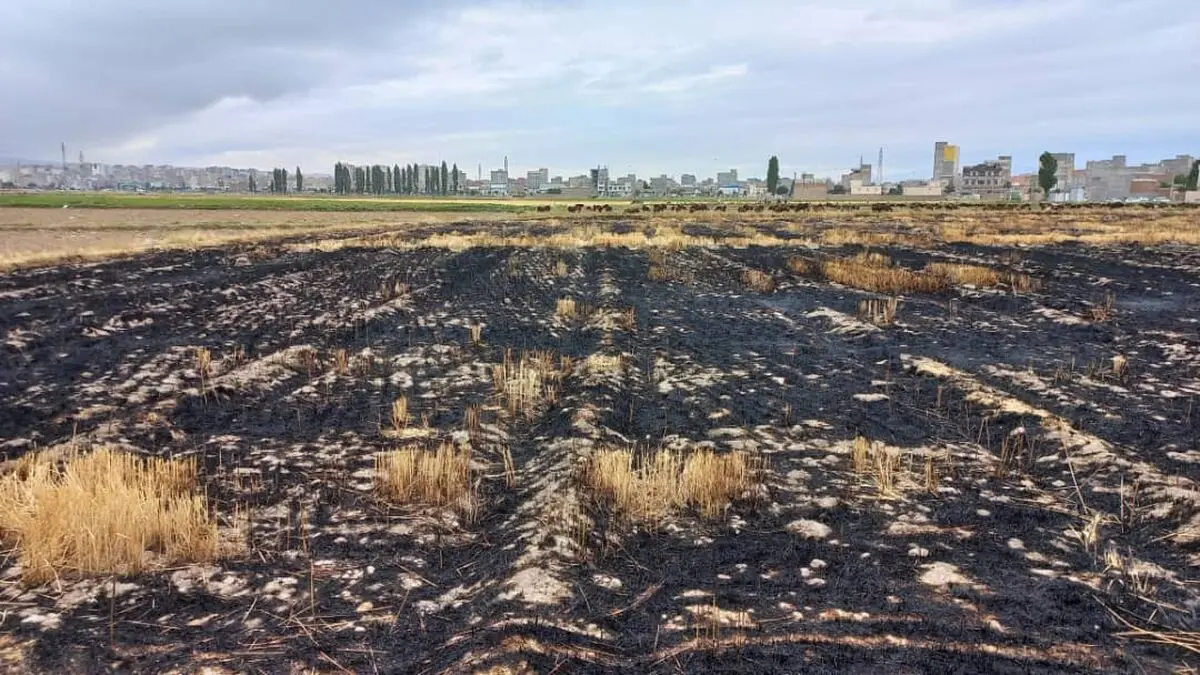 ممنوعیت سوزاندن بقایای گیاهی پس از برداشت محصول در اردبیل
