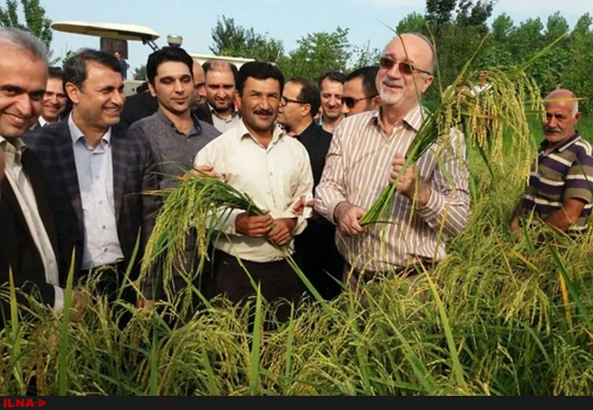 آغاز نخستین برداشت مکانیزه برنج در گیلان