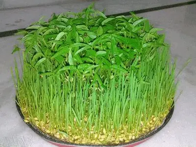 بهترین زمان برای کاشت سبزه عید نوروز با انواع دانه