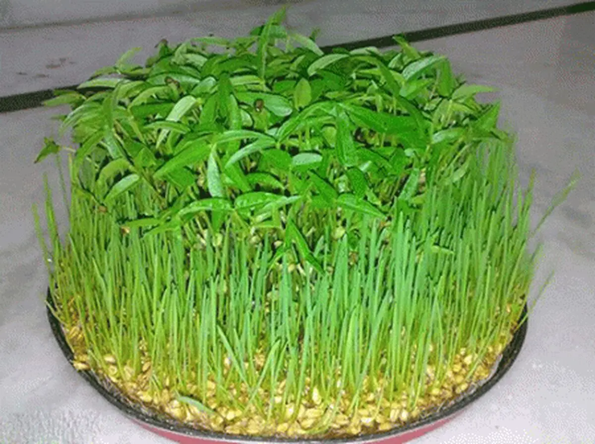 کاشت سبزه عید در کمترین زمان