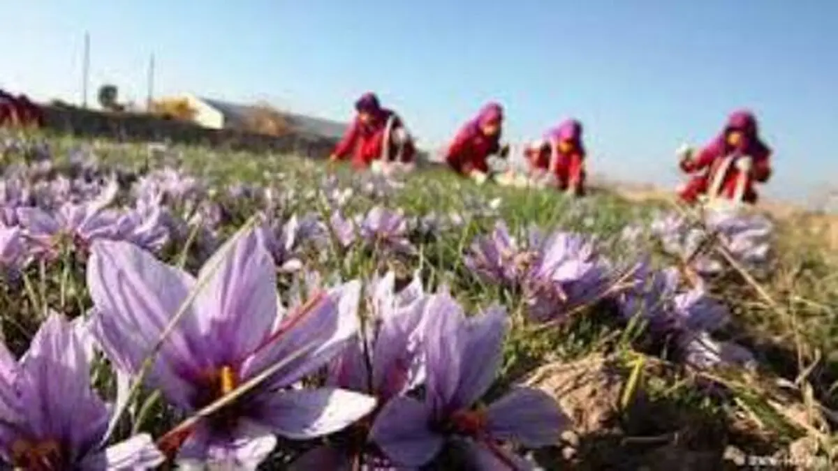 پیش‌بینی برداشت 2100 کیلوگرم زعفران خالص از مزارع نطنز
