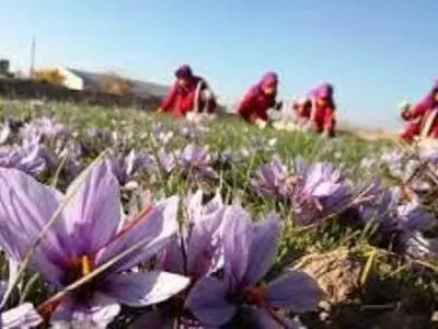 پیش‌بینی برداشت 2100 کیلوگرم زعفران خالص از مزارع نطنز