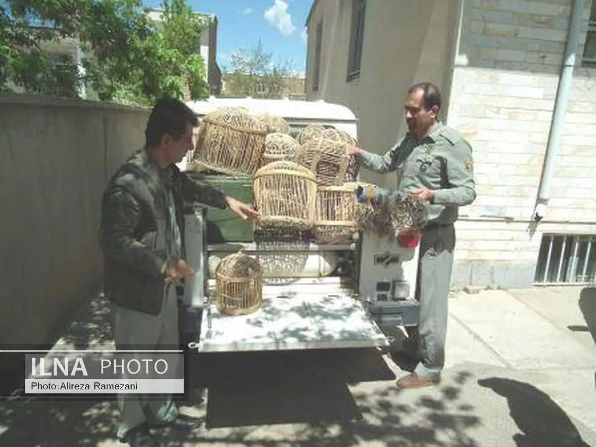 متخلف زنده‌گیری پرندگان وحشی در دام ماموران محیط زیست بوکان افتاد