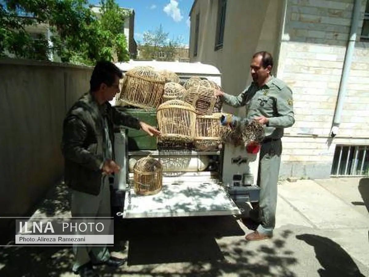 متخلف زندهگیری پرندگان وحشی در دام ماموران محیط زیست بوکان افتاد