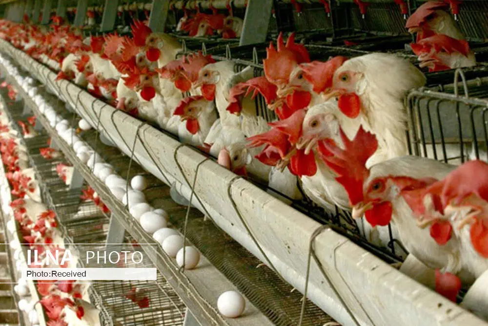 رشد ۲۳ درصدی تولید تخم مرغ در قزوین