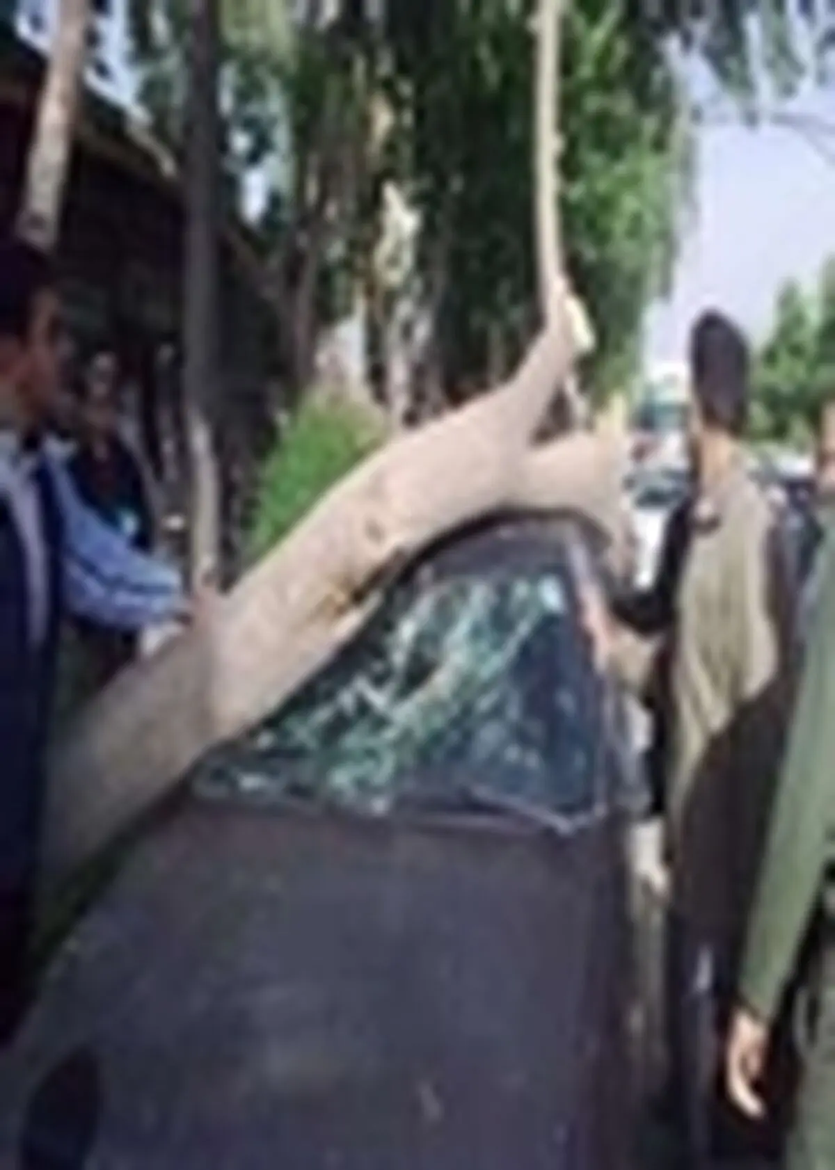 سقوط درخت پوسیده در بهشهر حادثه آفرید